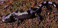 Marbled Salamander