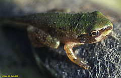 Pacific Treefroglet