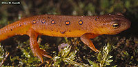 Red-spotted Newt