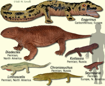 Reptiliomorph models