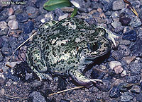 Western Spadefoot