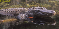 Alligator