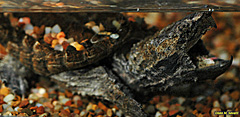 Alligator Snapping Turtle