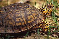 Box Turtle