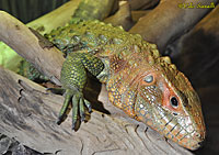 Caiman Lizard