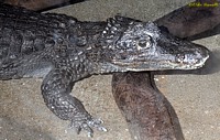 Caiman