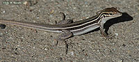 Desert Grassland Whiptail