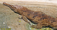 False Gharial