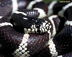 Common Kingsnake