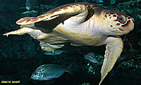 Loggerhead Turtle