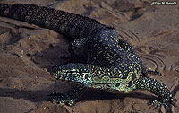 Nile Monitor