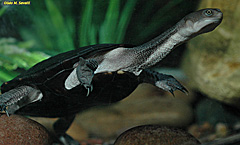 Snake-necked Turtle