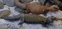 Western Skink