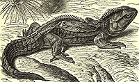 Tuatara Drawing