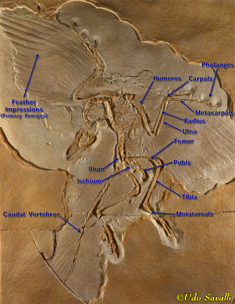 Berlin Archaeopteryx Fossil