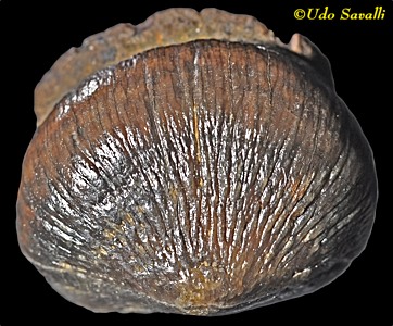 Brachychampsa tooth