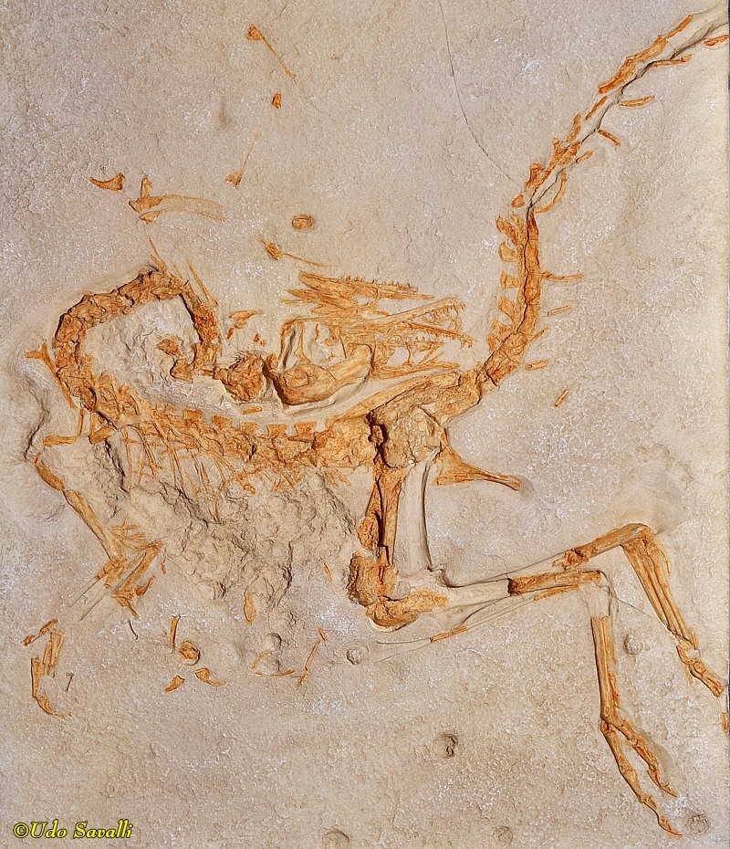 compsognathus fossil for sale