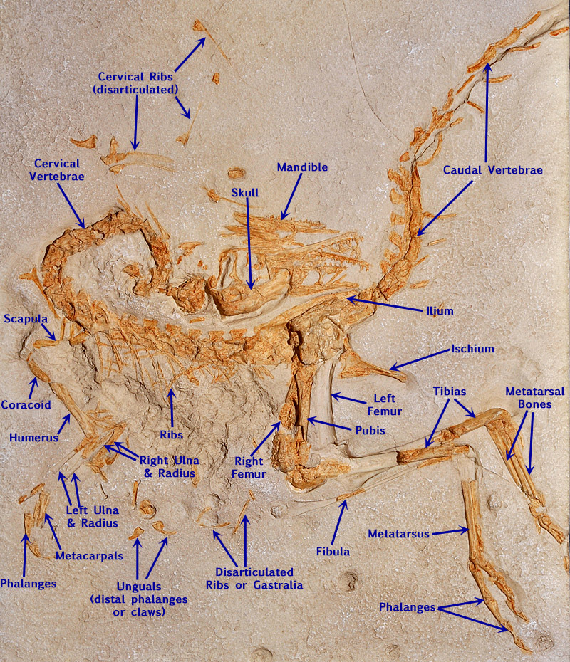 Compsognathus Fossil