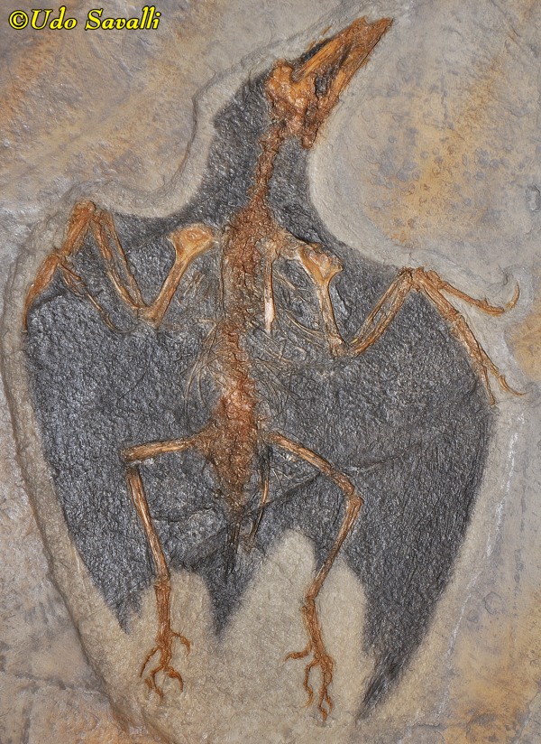 Confuciusornis Fossil