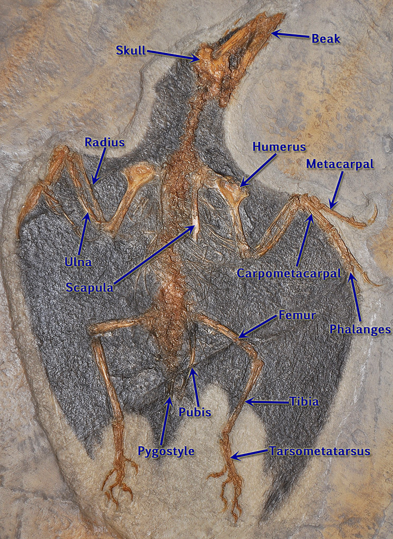 Confuciusornis Fossil