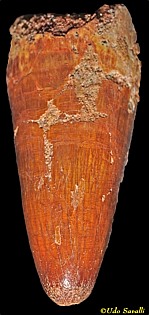 Elosuchus tooth