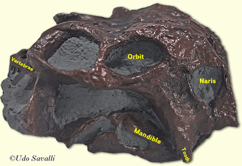 Lystrosaurus skull replica