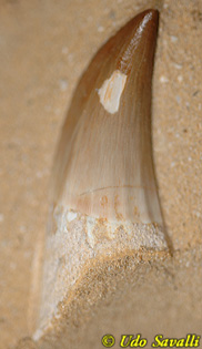 mosasaur tooth