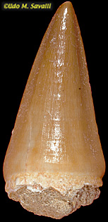 mosasaur tooth