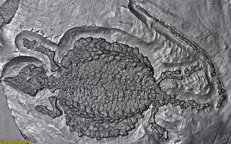 Sinocyamodus Fossil