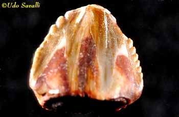 Tooth