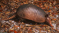 9-Banded Armadillo