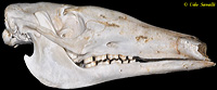 Aardvark Skull