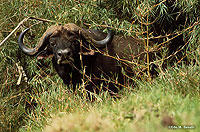 African Buffalo