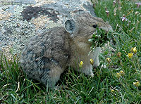 American Pika