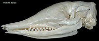 Armadillo Skull