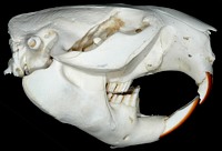 Beaver Skull