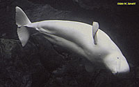 Beluga