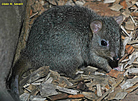 Bettong