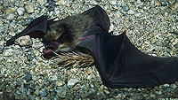 Big Brown Bat