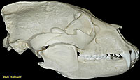 Black Bear Skull