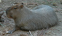 Capybara