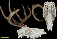 Deer Skull