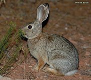 Desert Cottontail