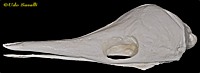 Echidna Skull