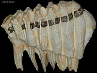 African Elephant Molar