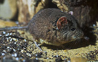 Elephant Shrew