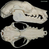 Fruit Bat Skull