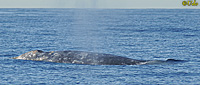 Gray Whale