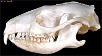 Hedgehog Skull