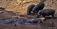 Hippopotamuses